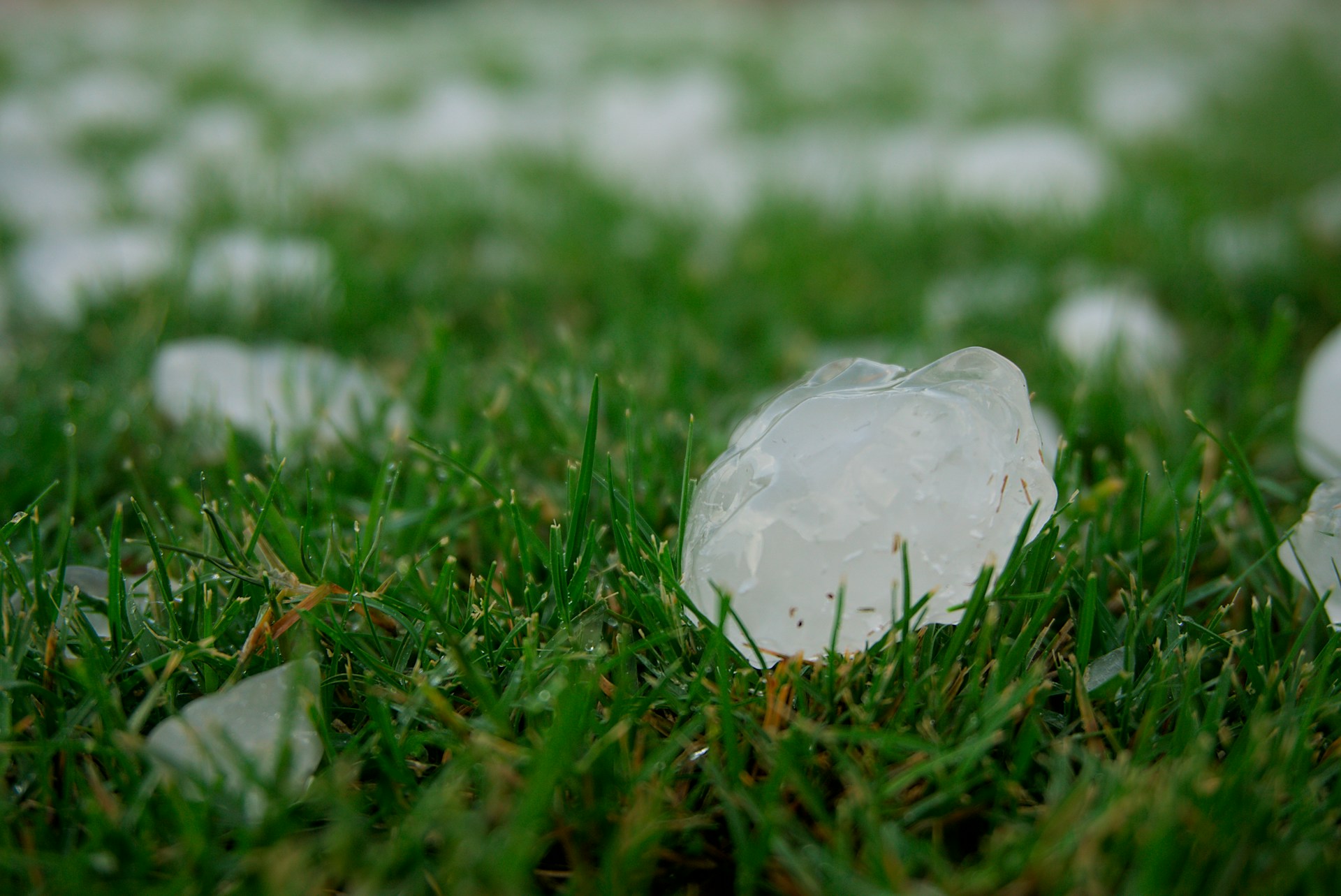 Hail on lawn