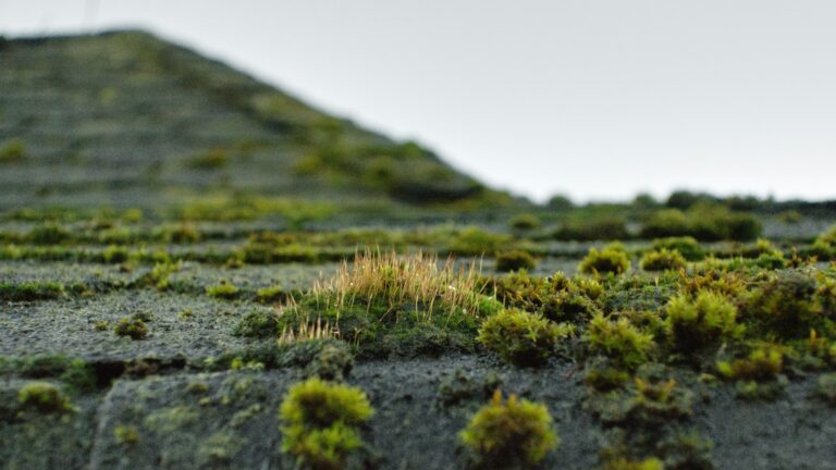 Close-up of out of control roof moss growth