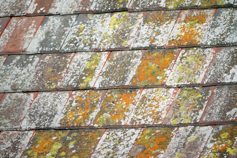 Degraded slate shingles from moss growth